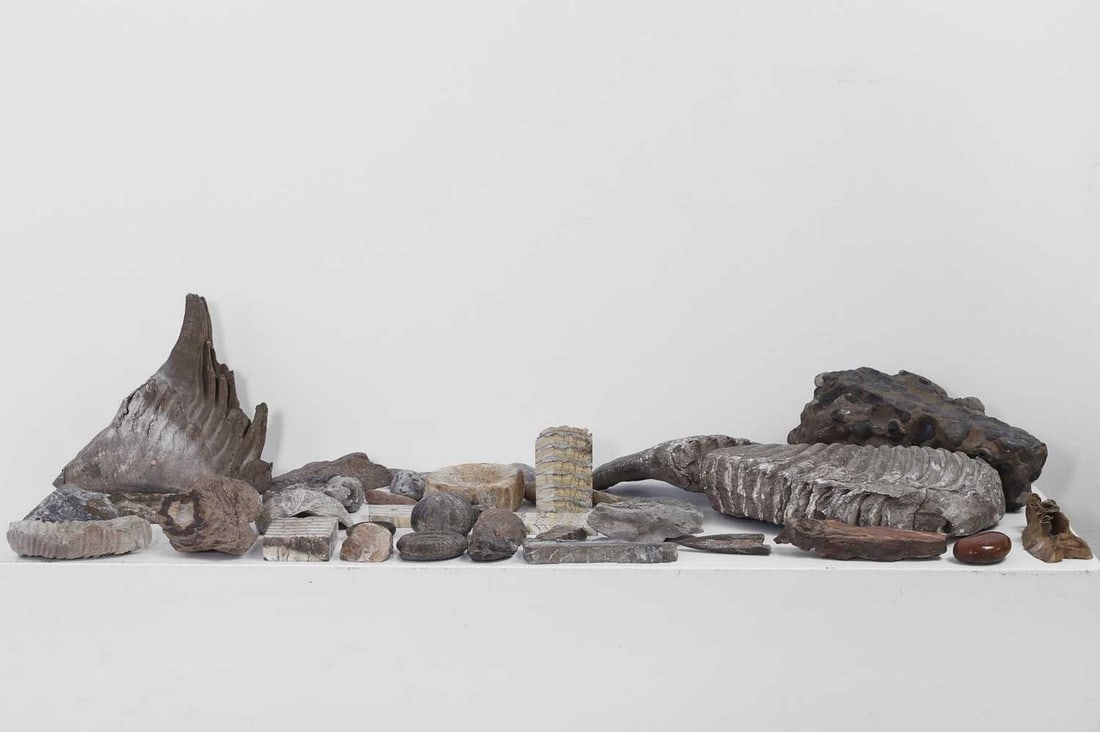 A collection of various fossils and specimens,: A collection of various fossils and specimens, to include mammoth tooth fragments, largest 29cm wide 16cm deep 9cm high (qty.) Provenance: An East Anglian Private Collection.