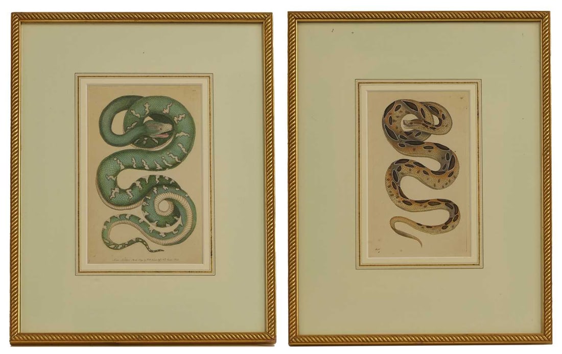 Frederick Polydore Nodder (c.1751-1800) and Richard Polydore Nodder (1774-1823) (1 of 11)