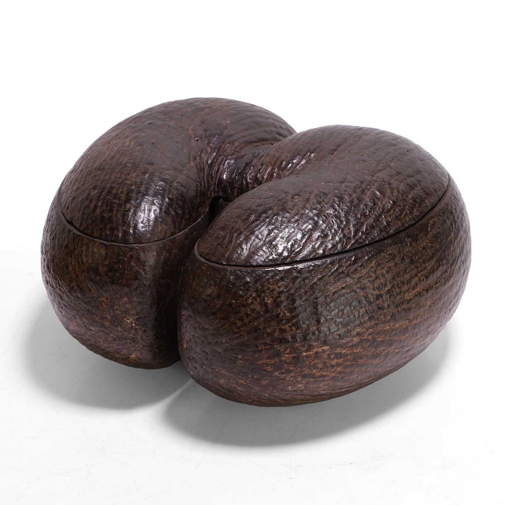A coco de mer (Lodoicea maldivica) box, 19th century, (1 of 3)