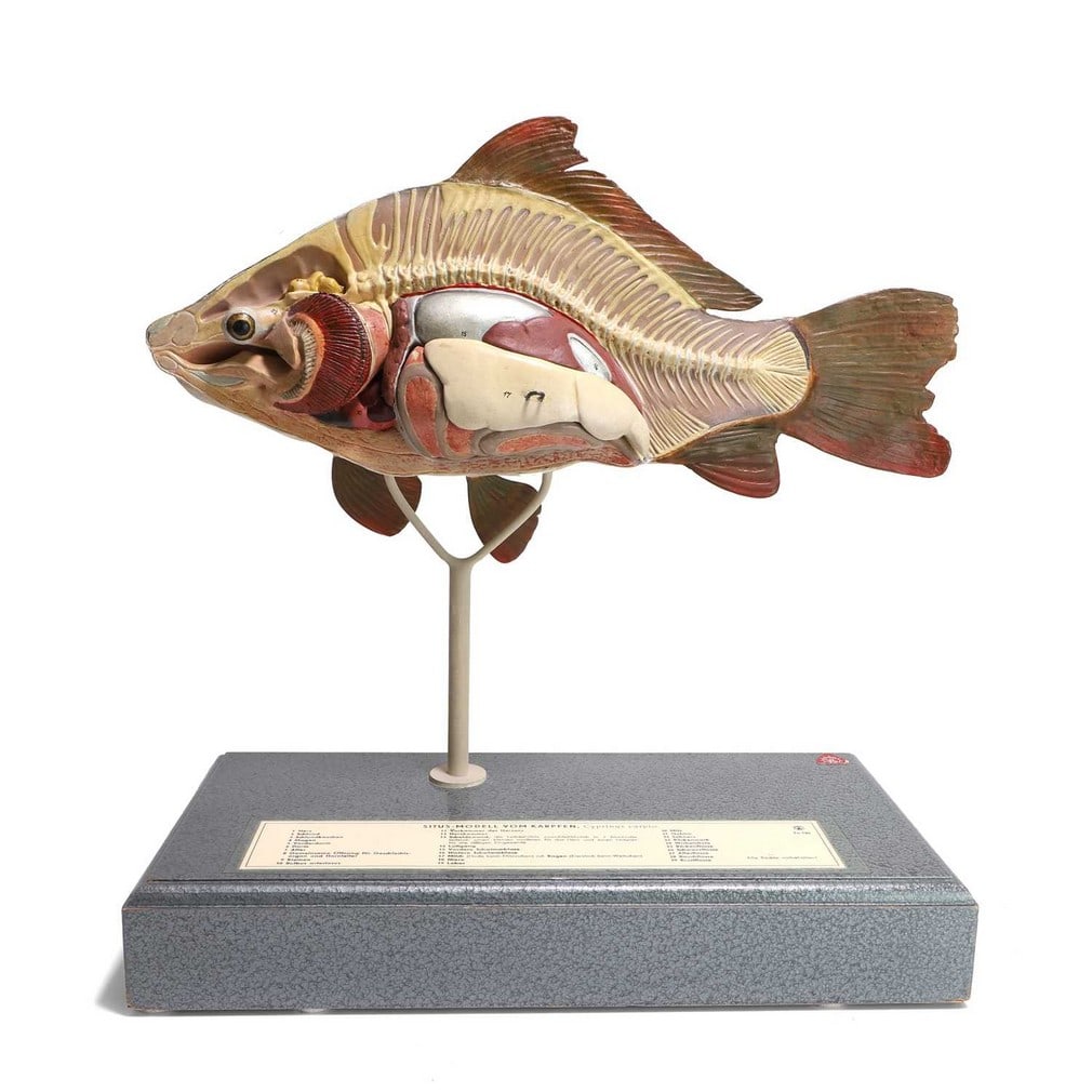 A didactic model of a common carp (Cyprinus carpio), 20th century, German, (1 of 3)