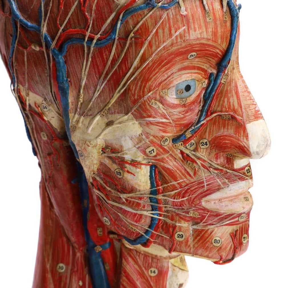 A didactic model of the human head by Maison Auzoux, early 20th century, French, (1 of 4)