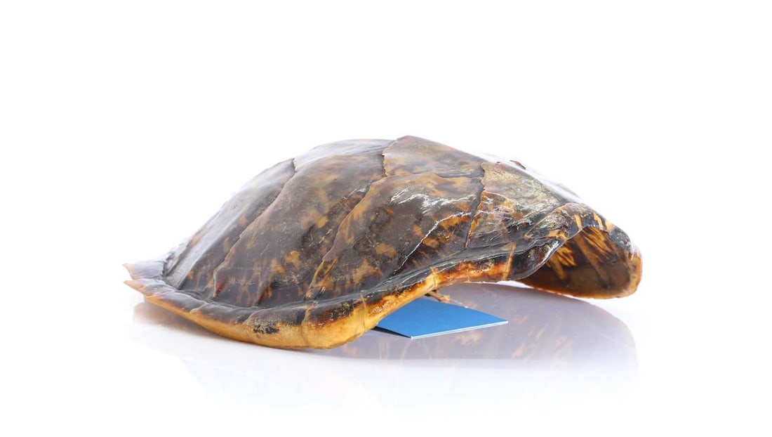 An antique taxidermy Hawksbill turtle shell or carapace, Late 19th century / early 20th century, (1 of 2)