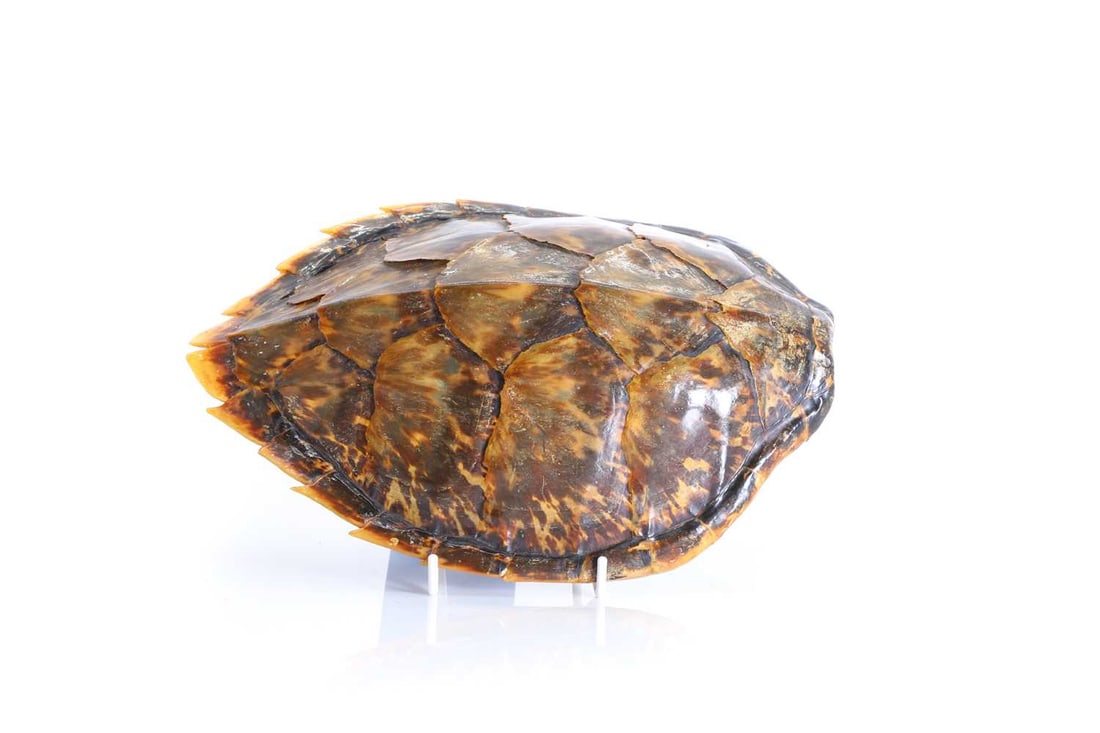 An antique taxidermy Hawksbill turtle shell or carapace, Late 19th century / early 20th century, - 2