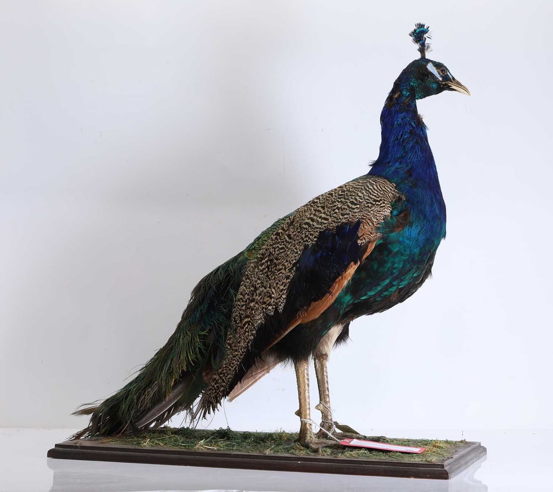 Taxidermy: Indian Peacock (pavo cristatus), 20th century, (1 of 1)