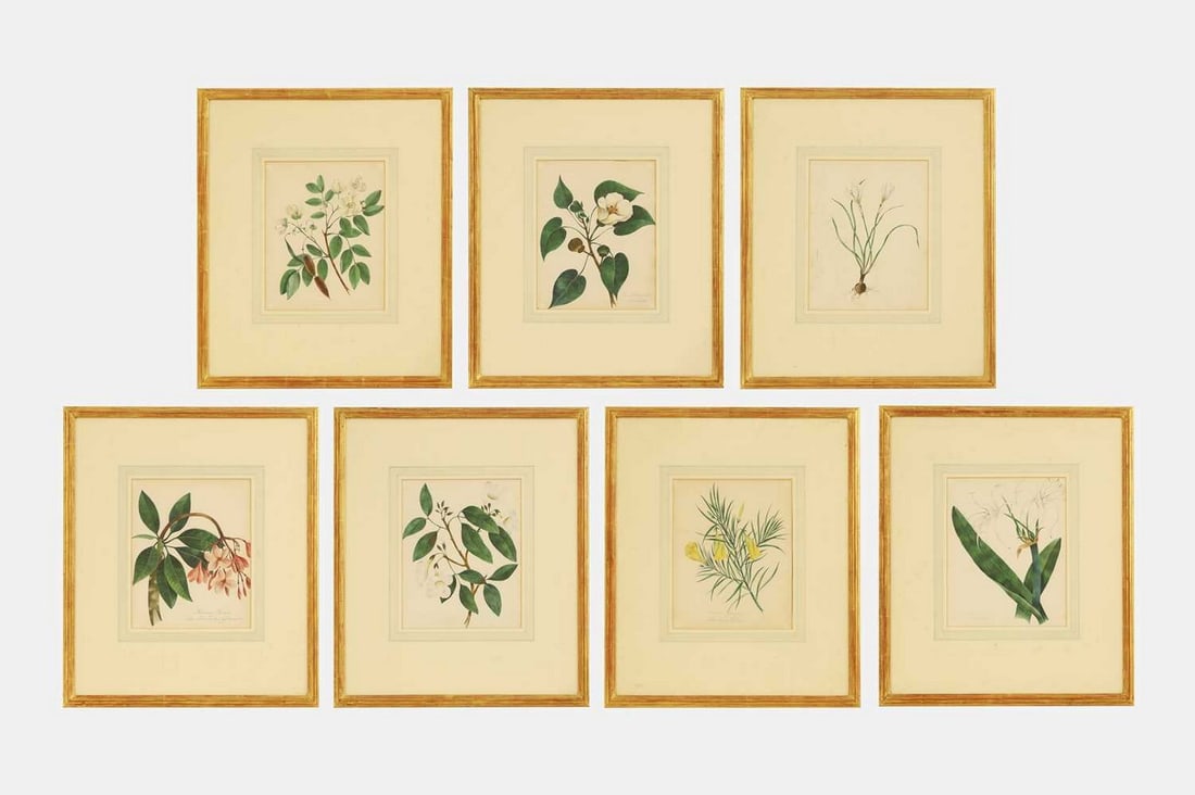 19th Century School A set of seven botanical studies (1 of 15)