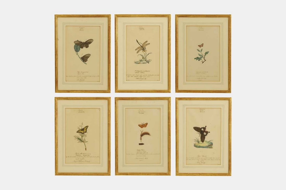William Goodall (British, 1757-1844) A set of entomological studies, (1 of 20)