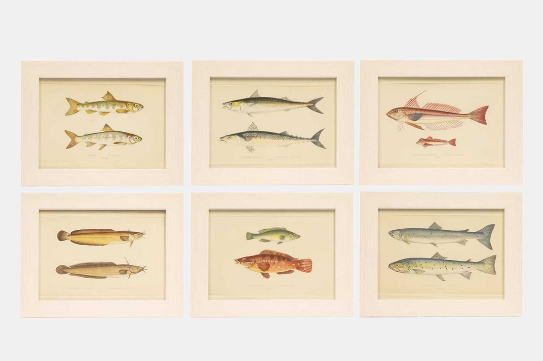 After Jonathan Couch A set of twelve coloured lithograph prints of fish (1 of 20)