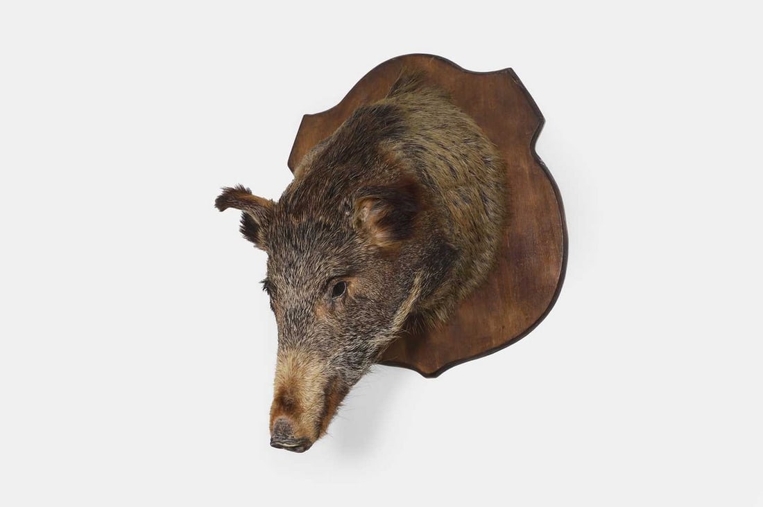 A taxidermy boar head, late 19th/early 20th century, (1 of 3)
