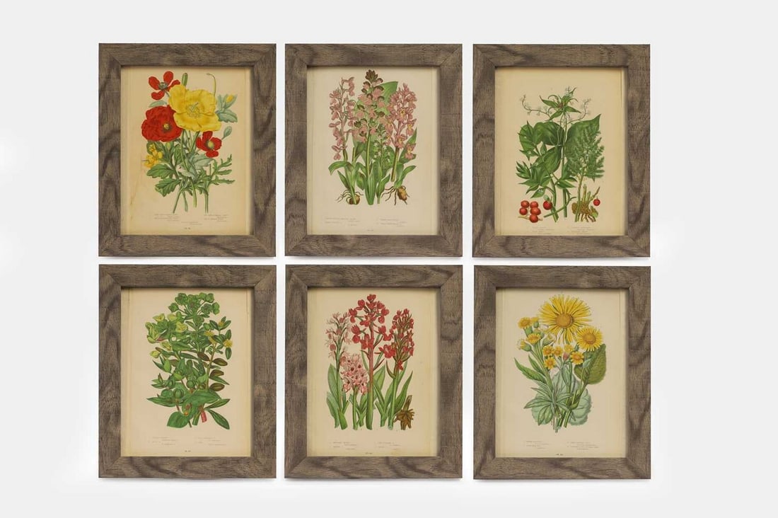 After Anne Pratt, a collection of 24 coloured lithograph prints, (1 of 20)