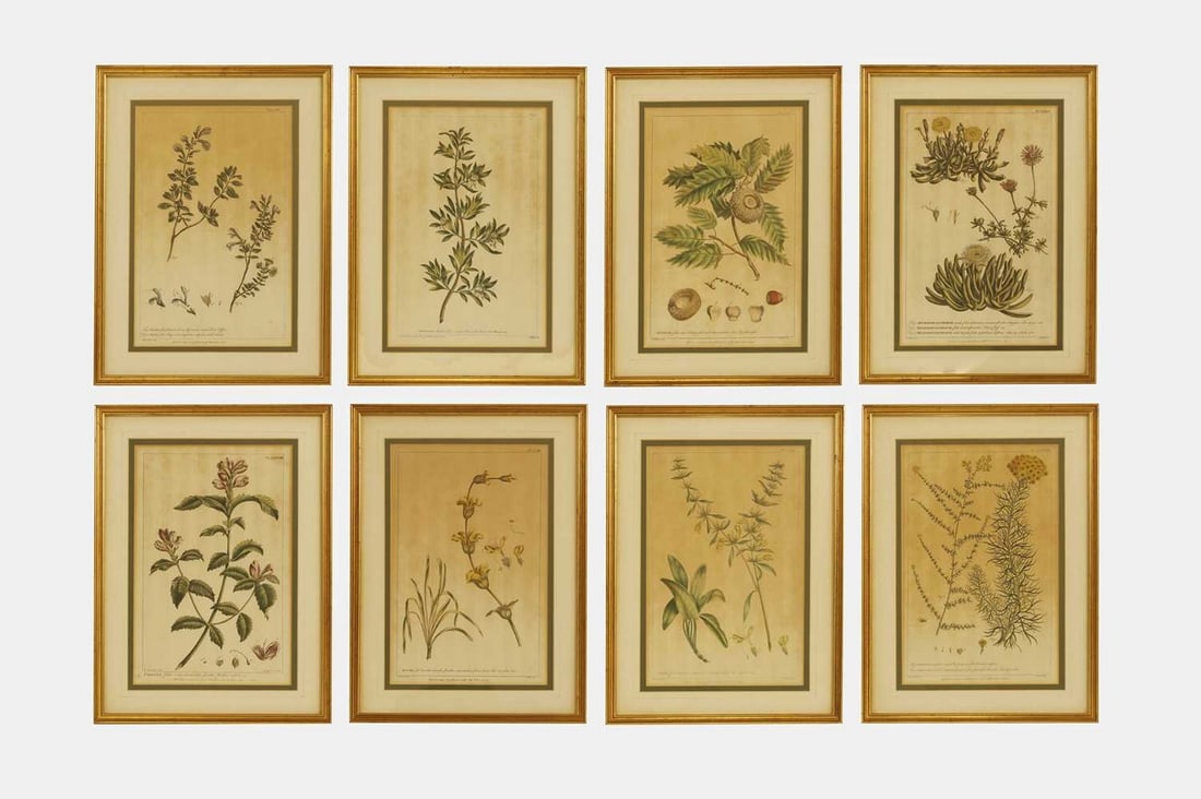 After Richard Lancake, 'Figures of the Most Beautiful, Useful, and Uncommon Plants Described in The (1 of 17)