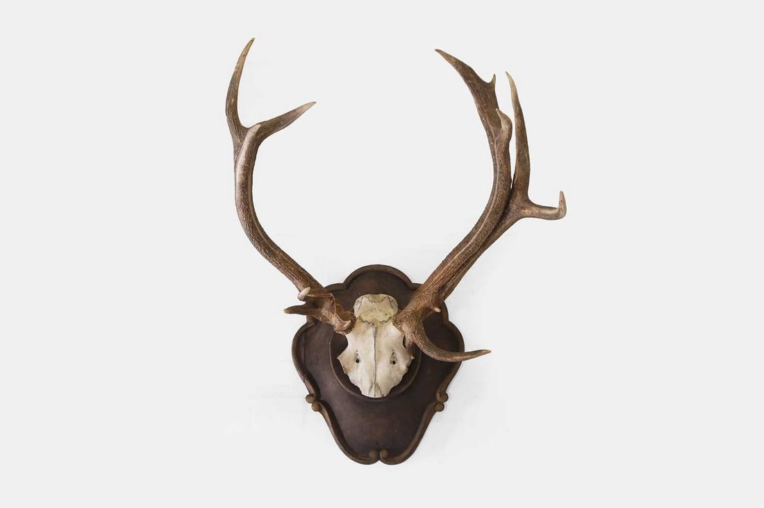 A mounted red deer skull, 20th century, German (1 of 2)