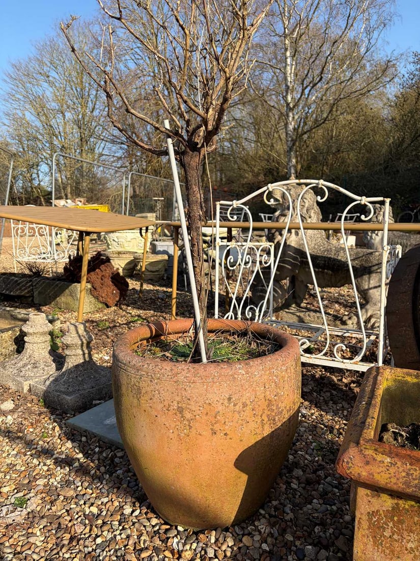 A pair of terracotta pots, 20th century,: A pair of terracotta pots, 20th century, one larger example potted with a tree, together with another small flat example, potted with a shrub 50cm wide 50cm high