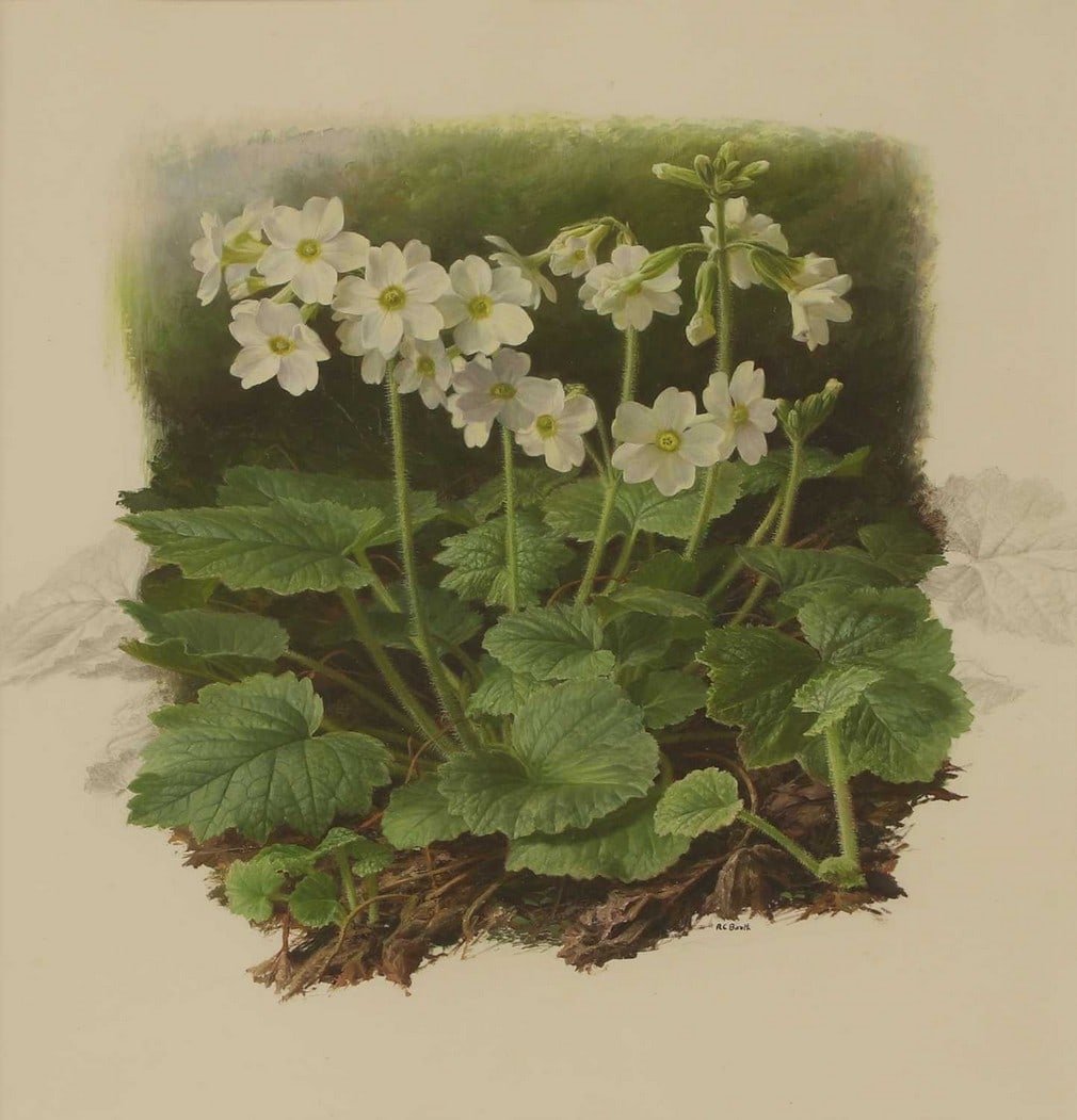 ▲ Raymond C Booth (British, 1929-2015) 'Primula Kisoana White Form': ▲ Raymond C Booth (British, 1929-2015) 'Primula Kisoana White Form' signed 'R C Booth' l.r., pencil and oil on paper (42 x 37cm; framed 50 x 46cm) Provenance: Exhibited: The Fine Art Society, Lo