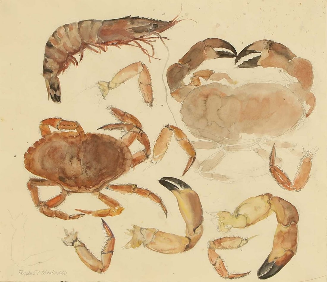▲ Elizabeth Blackadder (British, 1931-2021) Shellfish: ▲ Elizabeth Blackadder (British, 1931-2021) Shellfish signed 'Elizabeth Blackadder' l.l., watercolour over pencil (41 x 46cm; framed 56.5 x 61.5cm) Condition Report: Stuck down in corners. Light
