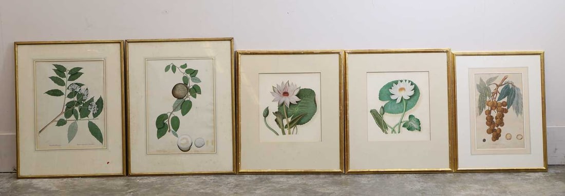 A group of five botanical illustrations: A group of five botanical illustrations comprising of three watercolour and bodycolour studies inscribed in Latin, and two overpainted prints largest 45.5 x 35.5cm; framed 72 x 57cm5Provenance: The S