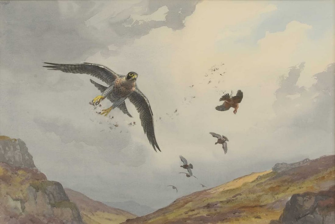 ▲ John Cyril Harrison (British, 1898-1985) Peregrine and Grouse: ▲ John Cyril Harrison (British, 1898-1985) Peregrine and Grouse signed 'J C Harrison' l.r., watercolour over pencil (56 x 78cm; framed 67 x 89cm) Provenance: With The Tryon Gallery, London; a pr