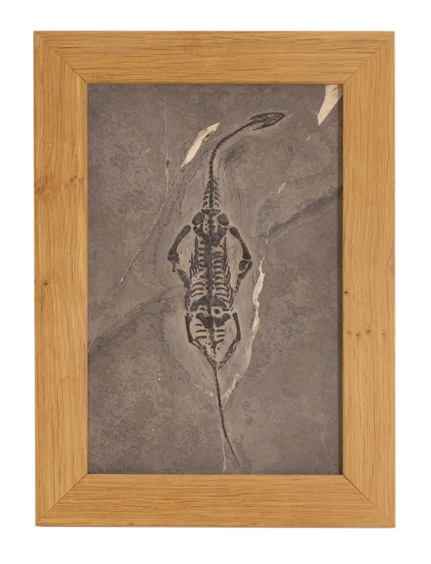 A small fossil specimen of a Keichousaurus, (1 of 2)