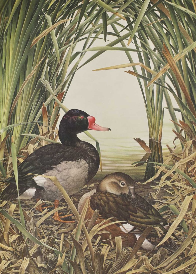 Signed Limited Edn: Amuchastegui, Axel (ill): Some Birds and Mammals of South America, (1 of 4)