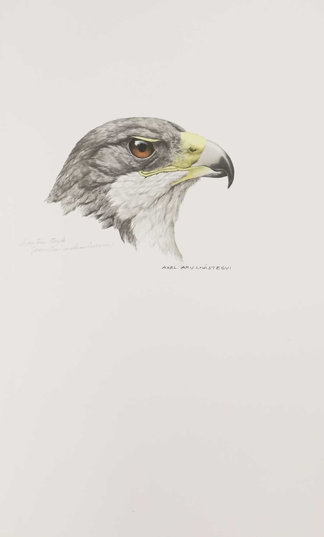 Signed Limited Edn: Amuchastegui, Axel (ill): Some Birds and Mammals of South America, - 4