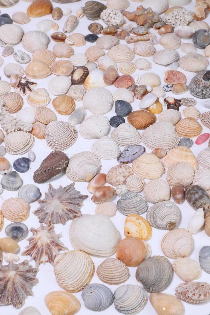 A large collection of shells, (1 of 3)