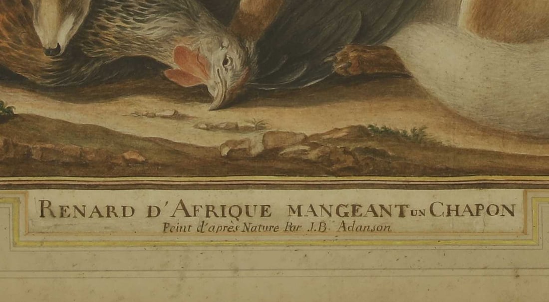 Jean-Baptiste Adanson (French, 1732-1804) 'Renard d'Afrique Mangeant un Chapon' - 3