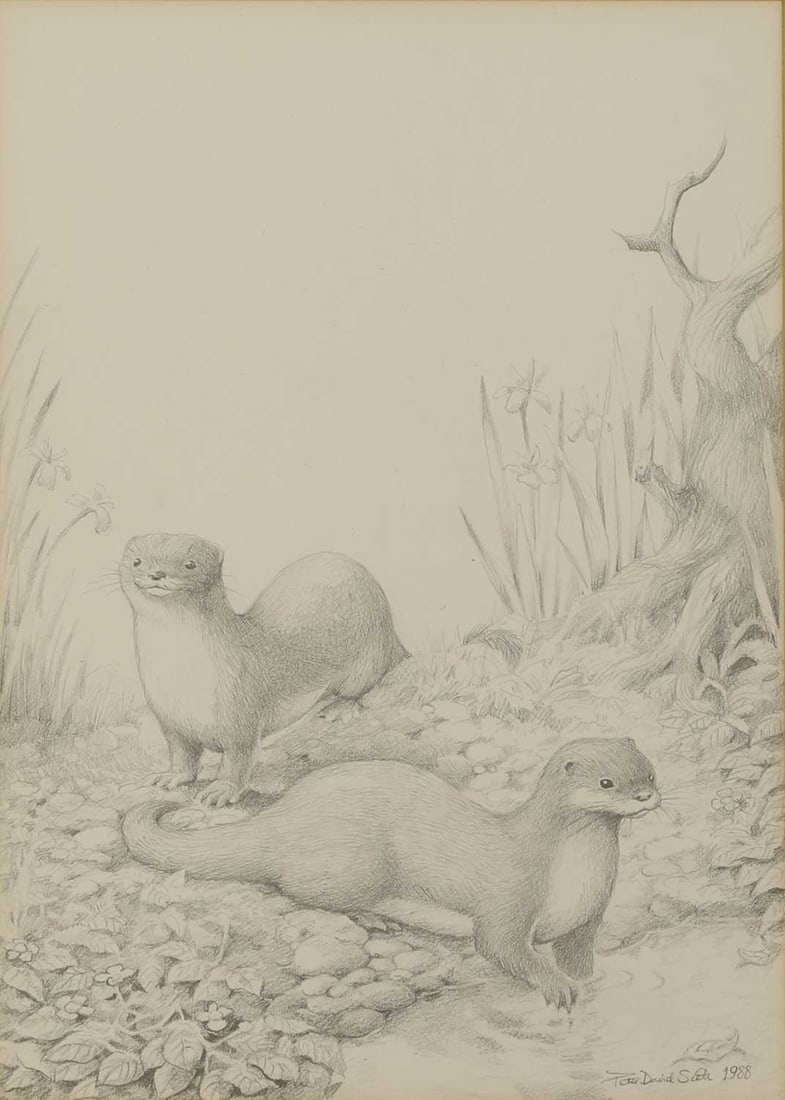 Peter David Scott (British, 20th century) A pair of otters: Peter David Scott (British, 20th century) A pair of otters signed and dated 'Peter David Scott 1988' l.r., pencil 28 x 20cm; framed 44 x 35cm Footnote: This lot was a preparatory pencil sketch for a