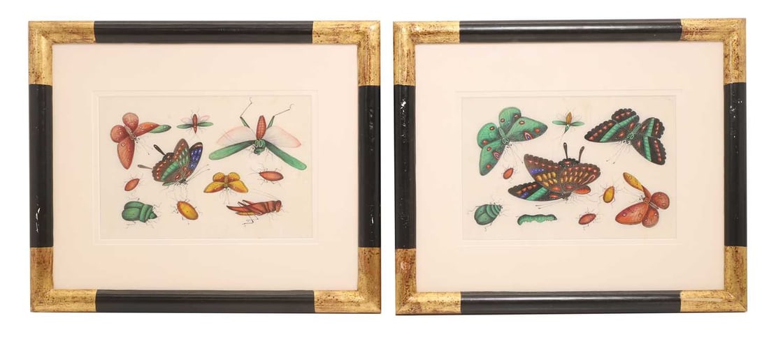 A pair of Chinese export paintings, 19th century,: A pair of Chinese export paintings, 19th century, each depicting various butterflies and insects, watercolour on pith paper 16.5 x 24cm, framed and glazed 2 Condition Report: Some chipping to the