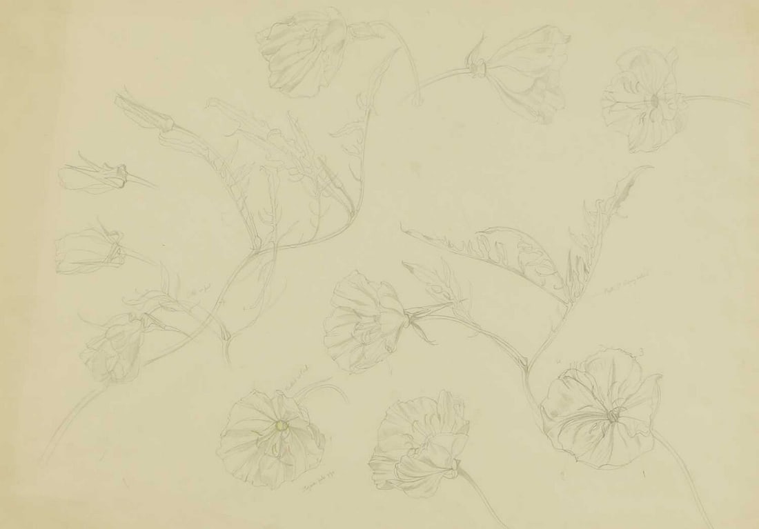 ▲ John Nash RA (British, 1893-1977) Study of blooms: ▲ John Nash RA (British, 1893-1977) Study of blooms pencil with annotations, with estate stamp verso (41.5 x 58cm; framed 50.5 x 67cm) Provenance: The John Nash Estate. Condition Report: A littl