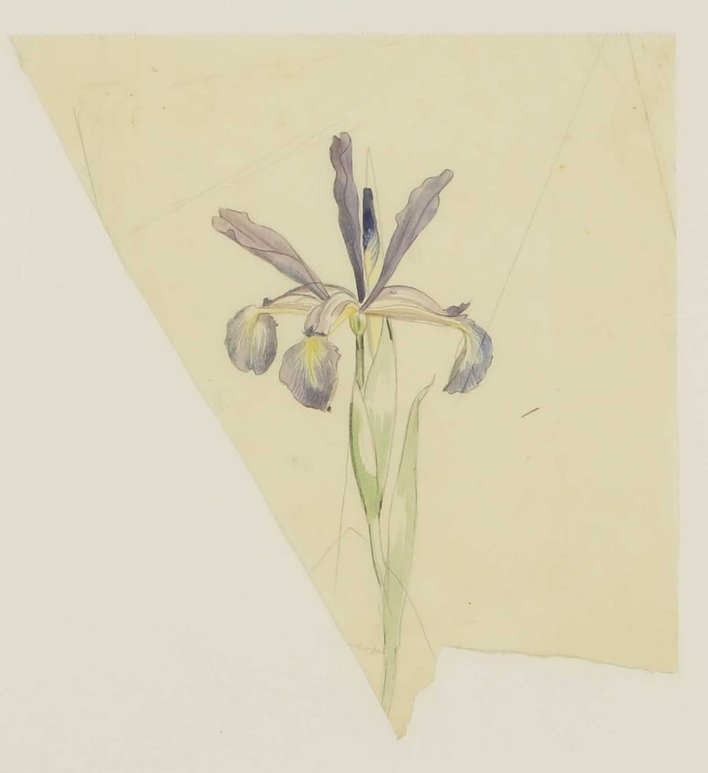 ▲ John Nash RA (British, 1893-1977) Iris: ▲ John Nash RA (British, 1893-1977) Iris pencil and watercolour, with estate stamp verso (34 x 30cm (irregular); framed 58 x 53cm) Provenance: The John Nash Estate. Condition Report: There is a 