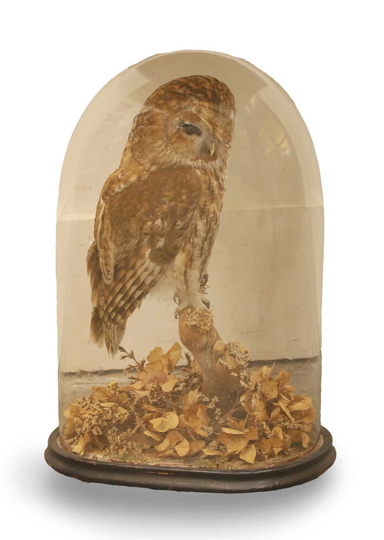 A Tawny Owl (Strix Aluco),: A Tawny Owl (Strix Aluco), modelled on a naturalistic base, in a glazed domed case Shipping Disclaimer: Buyers must be aware of their country’s shipping and import policies regarding taxidermy