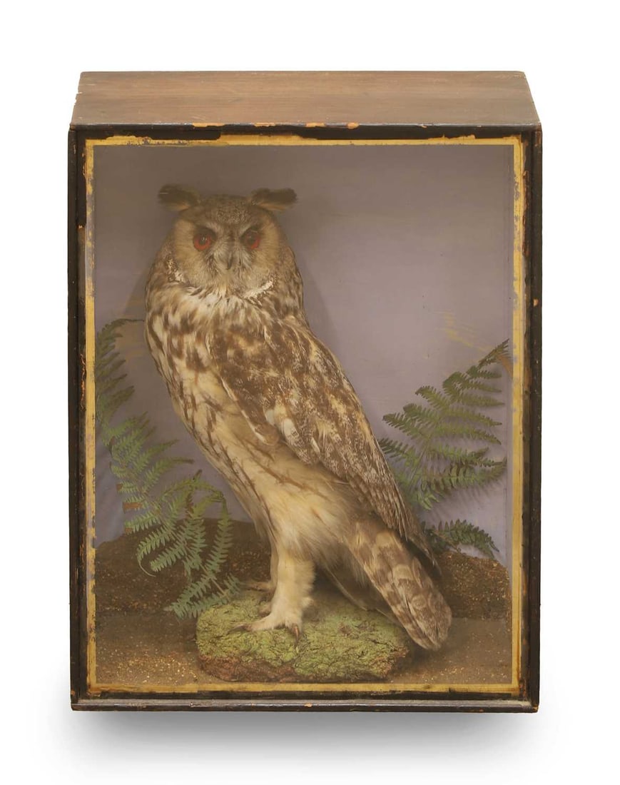 A long-eared owl (Asio Otus),: A long-eared owl (Asio Otus), modelled stood on a naturalistic base and rock, in a glazed case Shipping Disclaimer: Buyers must be aware of their country’s shipping and import policies