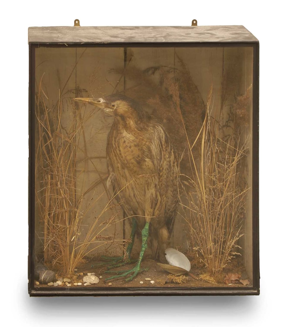 A Erasian Bittern (Botarus Stellaris),: A Erasian Bittern (Botarus Stellaris), with painted legs, and in a glazed case with a naturalistic base and plants Shipping Disclaimer: Buyers must be aware of their country’s shipping and