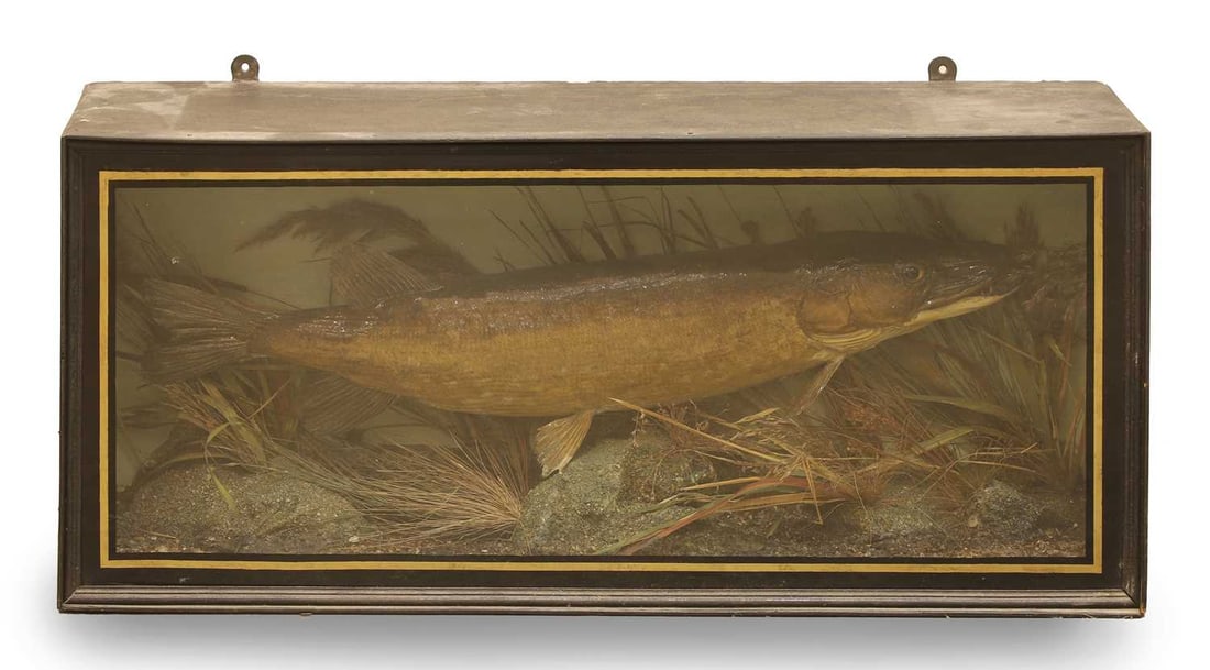A pike (Esox Lucius): A pike (Esox Lucius) modelled in naturalistic base, in a glazed case Shipping Disclaimer: Buyers must be aware of their country’s shipping and import policies regarding taxidermy prior to