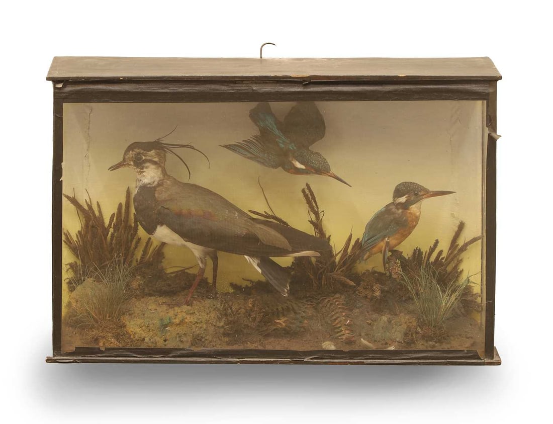 A Group of three birds: A Group of three birds comprising a Northern lapwing (Vanellus Vanellus) and two kingfishers (Alcedo athis), one modelled in flight and the other town on a naturalistic base Shipping Disclaimer: