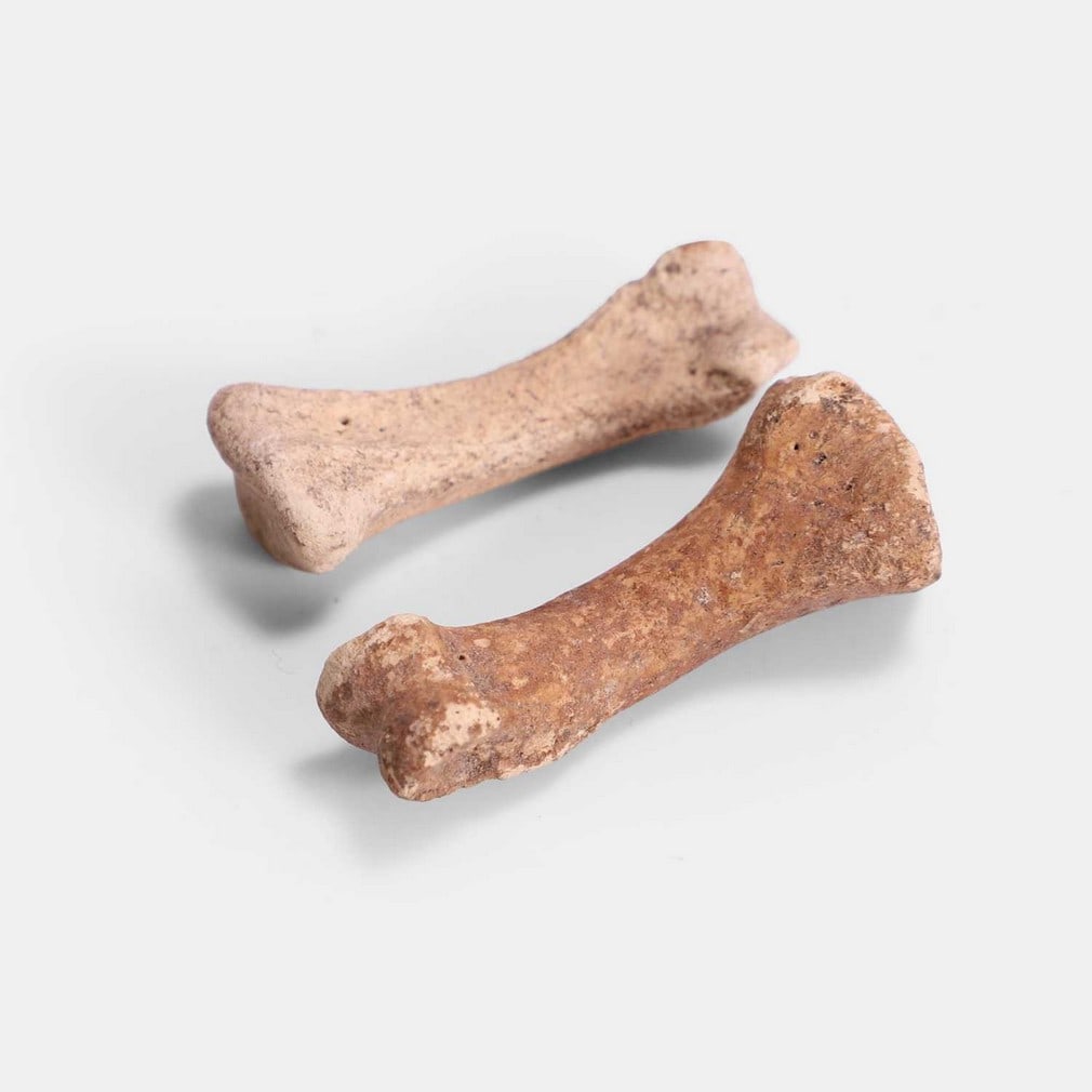 Two dodo foot bones, pre-1690, Mauritius, (1 of 3)