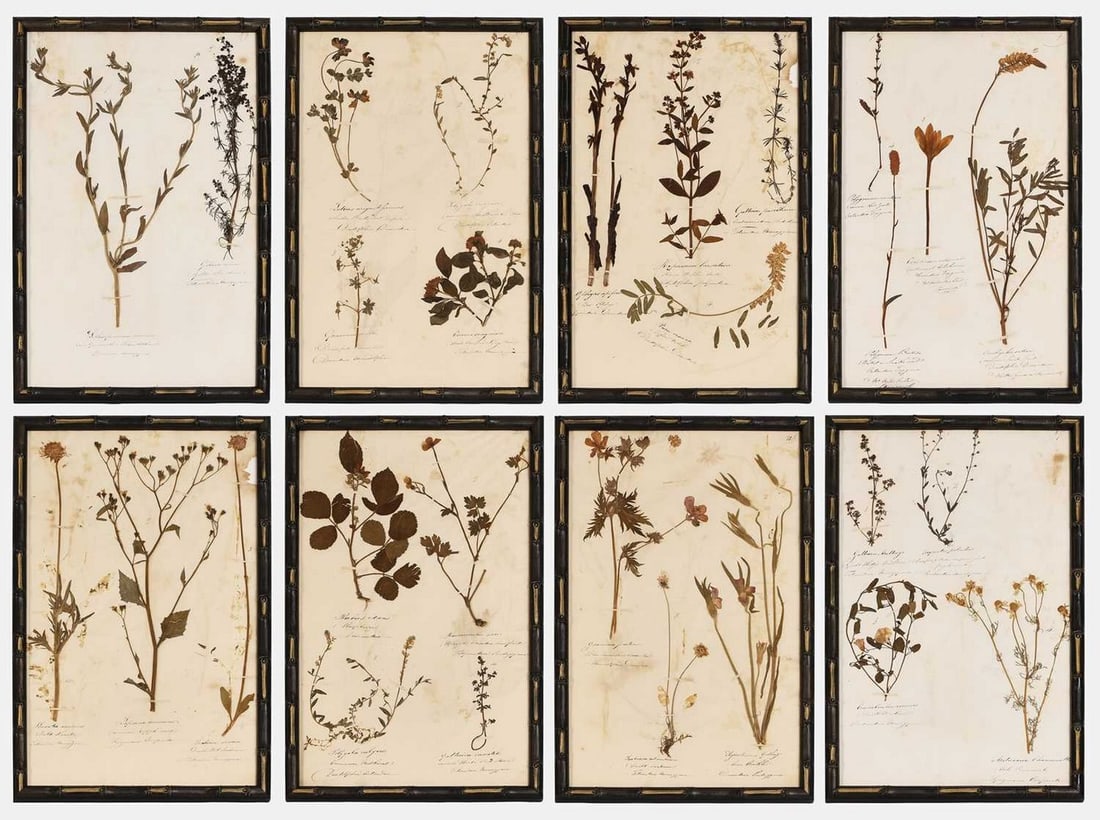 A set of eight Victorian pressed-flower herbarium pictures, circa 1840s, from Painswick and the: A set of eight Victorian pressed-flower herbarium pictures, circa 1840s, from Painswick and the Cotswolds, each mounted with specimens, with inscriptions in Latin and English, in modern black and gold