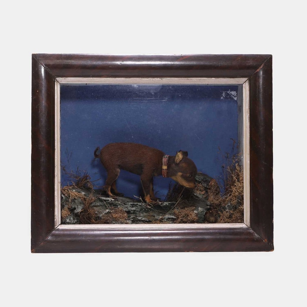Taxidermy: a stuffed and mounted miniature chihuahua, late 19th century, (1 of 2)