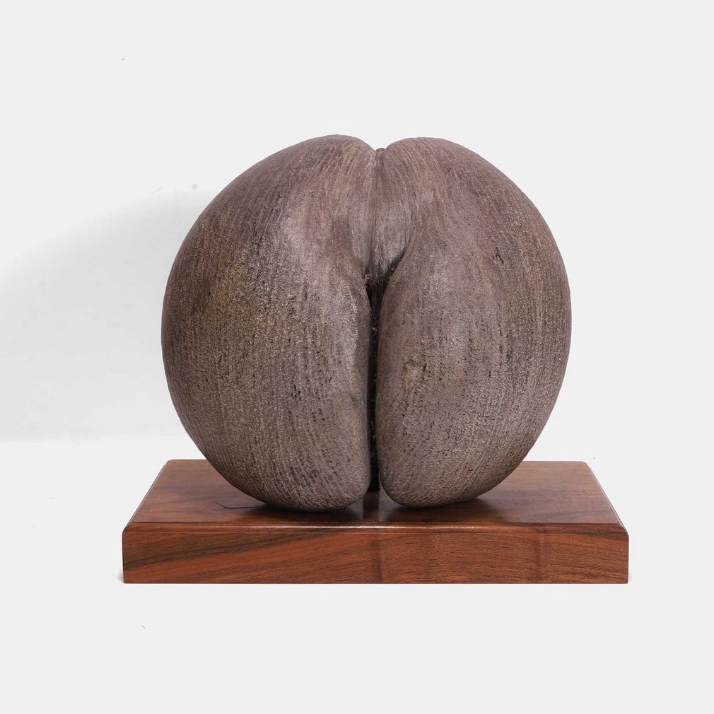 A coco de mer (Lodoicea maldivica) and stand, late 19th century, (1 of 2)