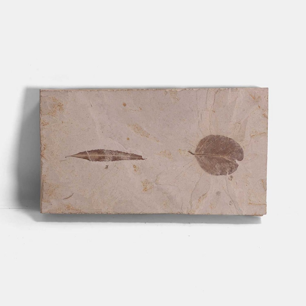 A fossilised panel of two leaves, (1 of 3)