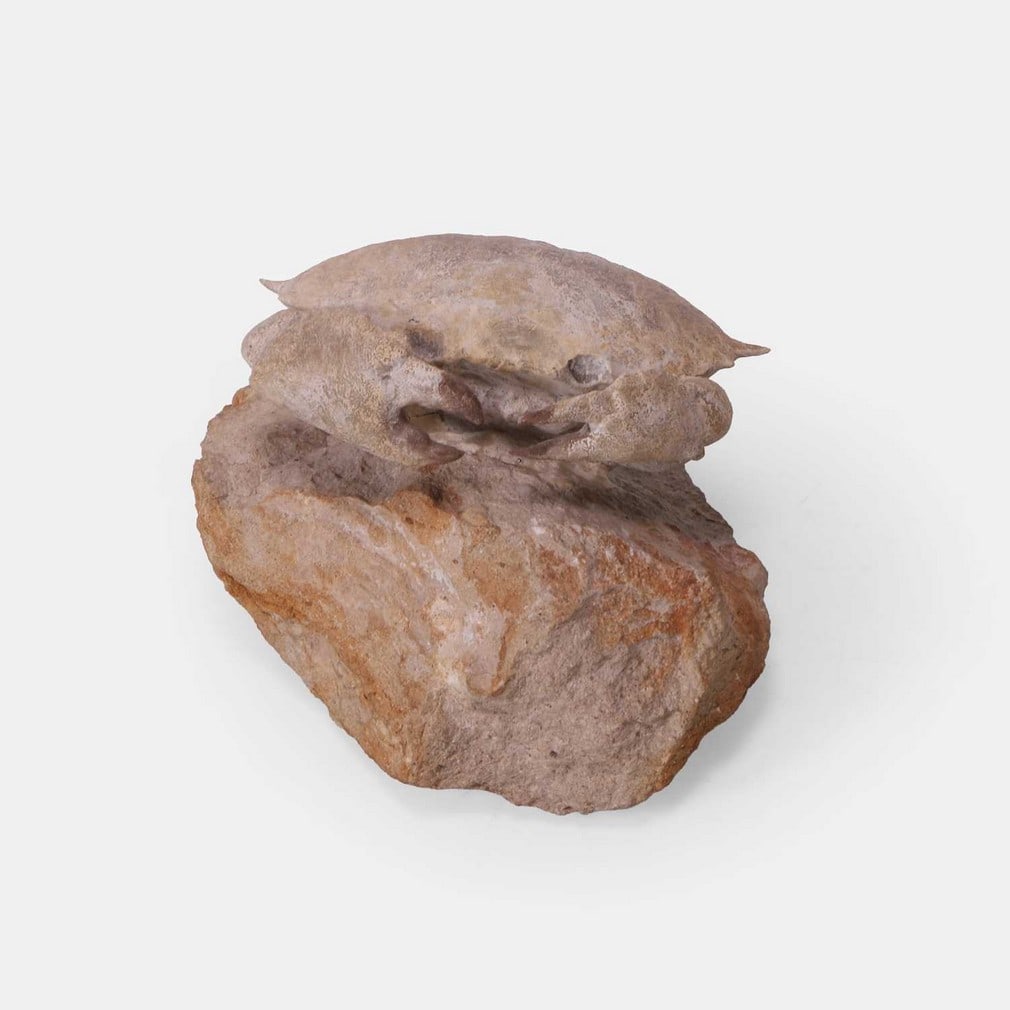 A fossilised Harpactocarcinus punctulatus crab, circa Eocene Epoch, from Pesciara di Bolca, Verona, (1 of 2)