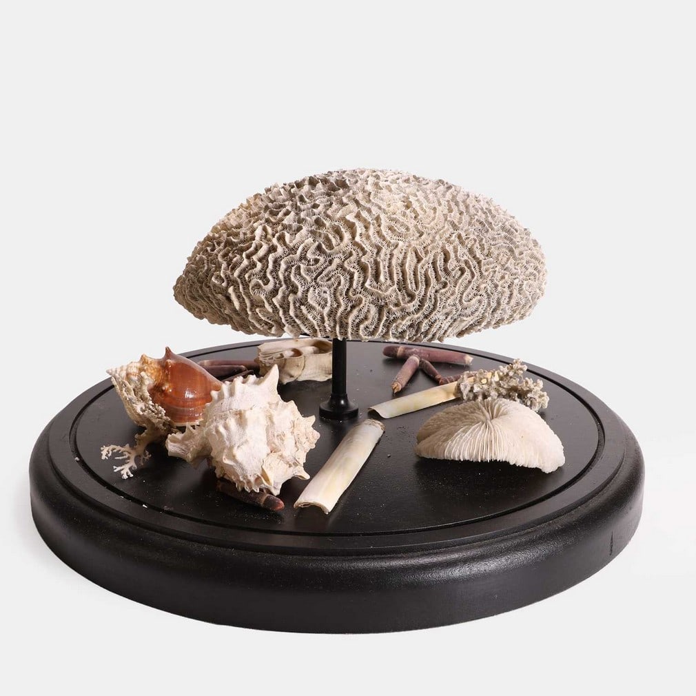 A Victorian dome shell diorama display, late 19th century, (1 of 3)