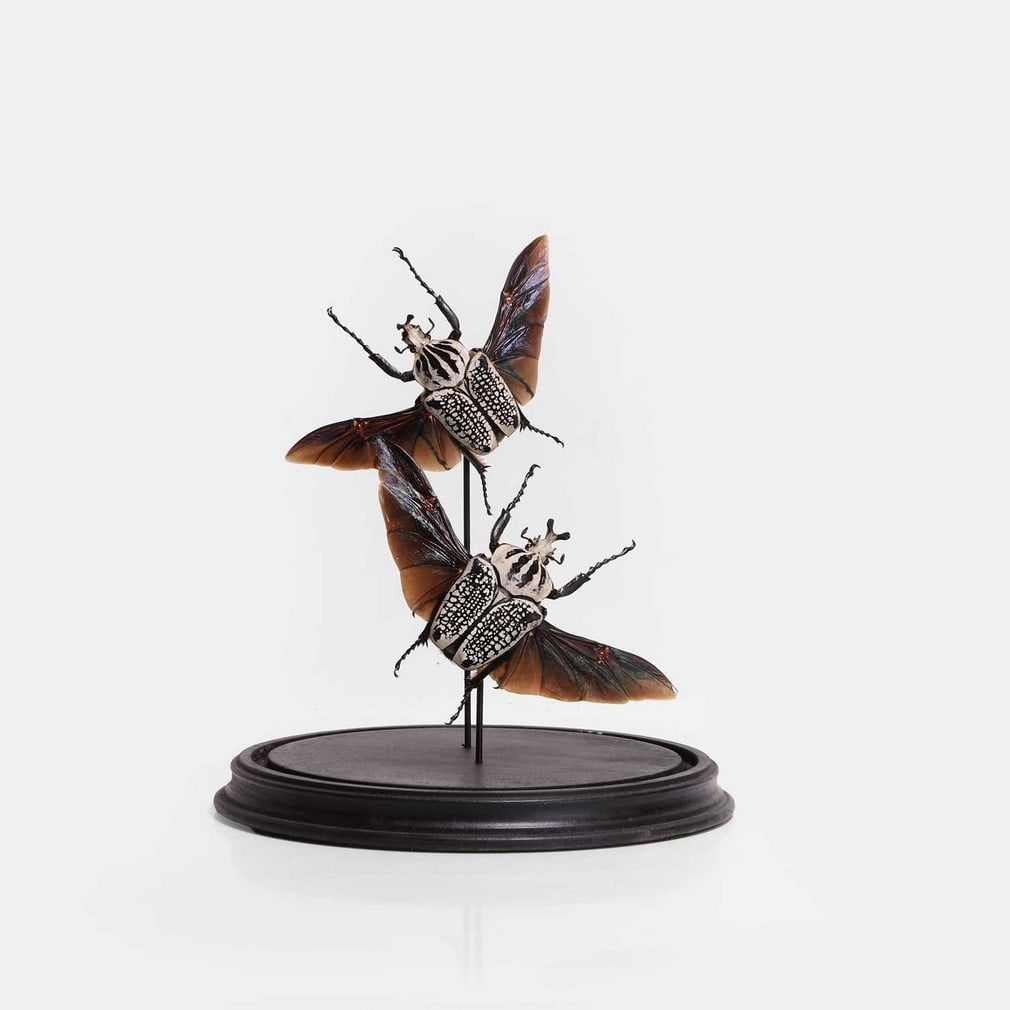 A dome with two Goliath beetles, 20th century, (1 of 2)
