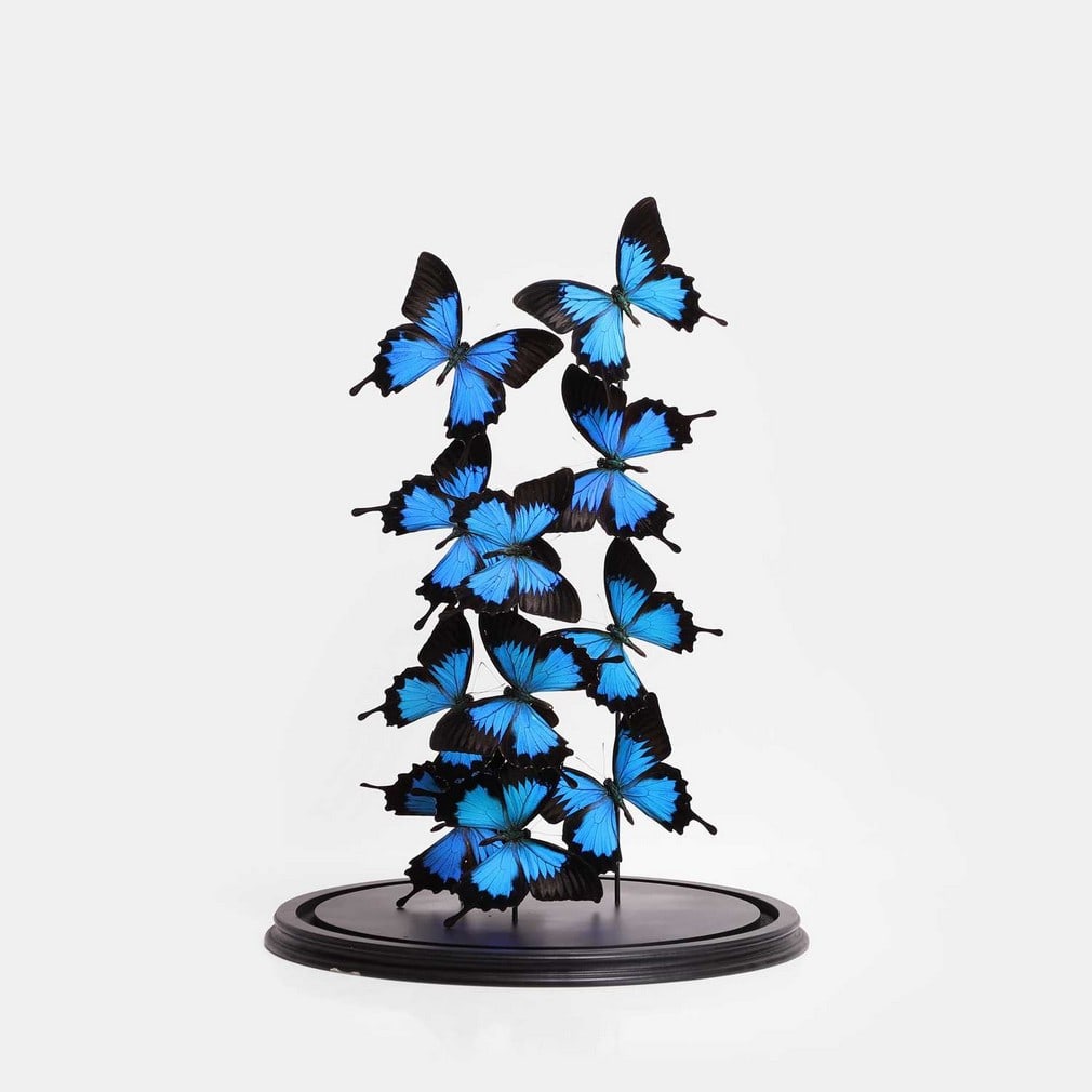 A large dome filled with Ulysses butterflies (Papilio ulysses), 20th century, (1 of 2)