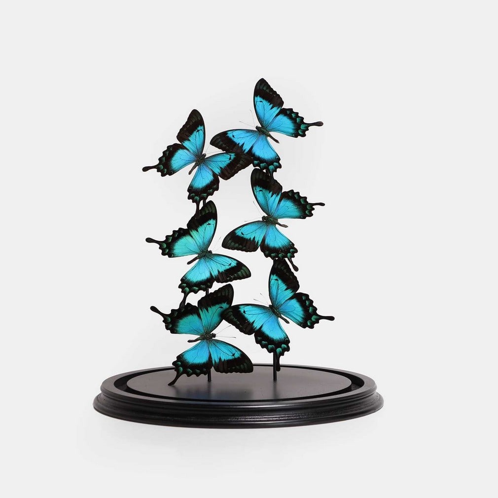 A dome filled with Ulysses butterflies, 20th century, (1 of 2)