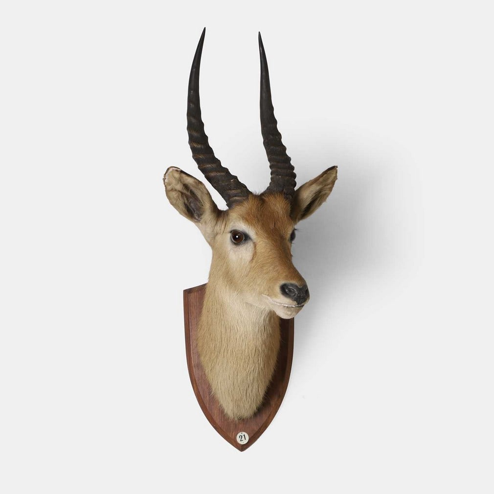 A taxidermy Ugandan kob head (Kobus kob thomasi), early 20th century,: A taxidermy Ugandan kob head (Kobus kob thomasi), early 20th century, mounted with the adult head turned slightly to the left, on a wooden shield, with taxidermist's zinc trade label on reverse 'J. R.