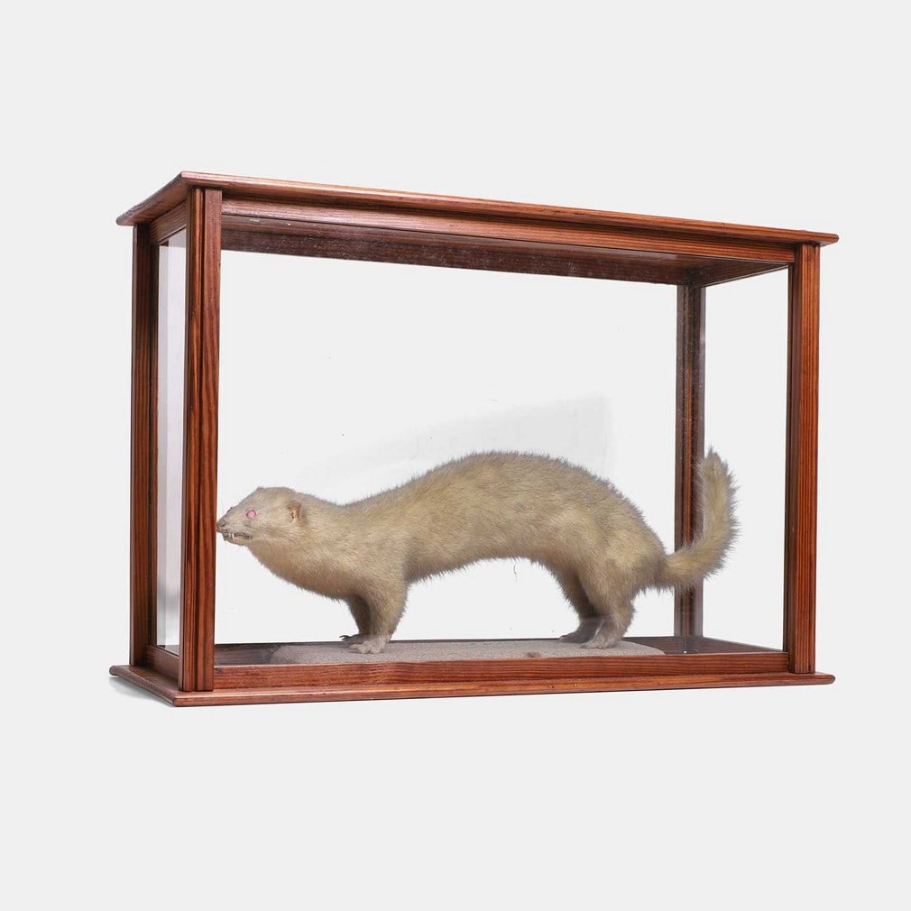 Taxidermy: A mounted albino stoat, (1 of 2)