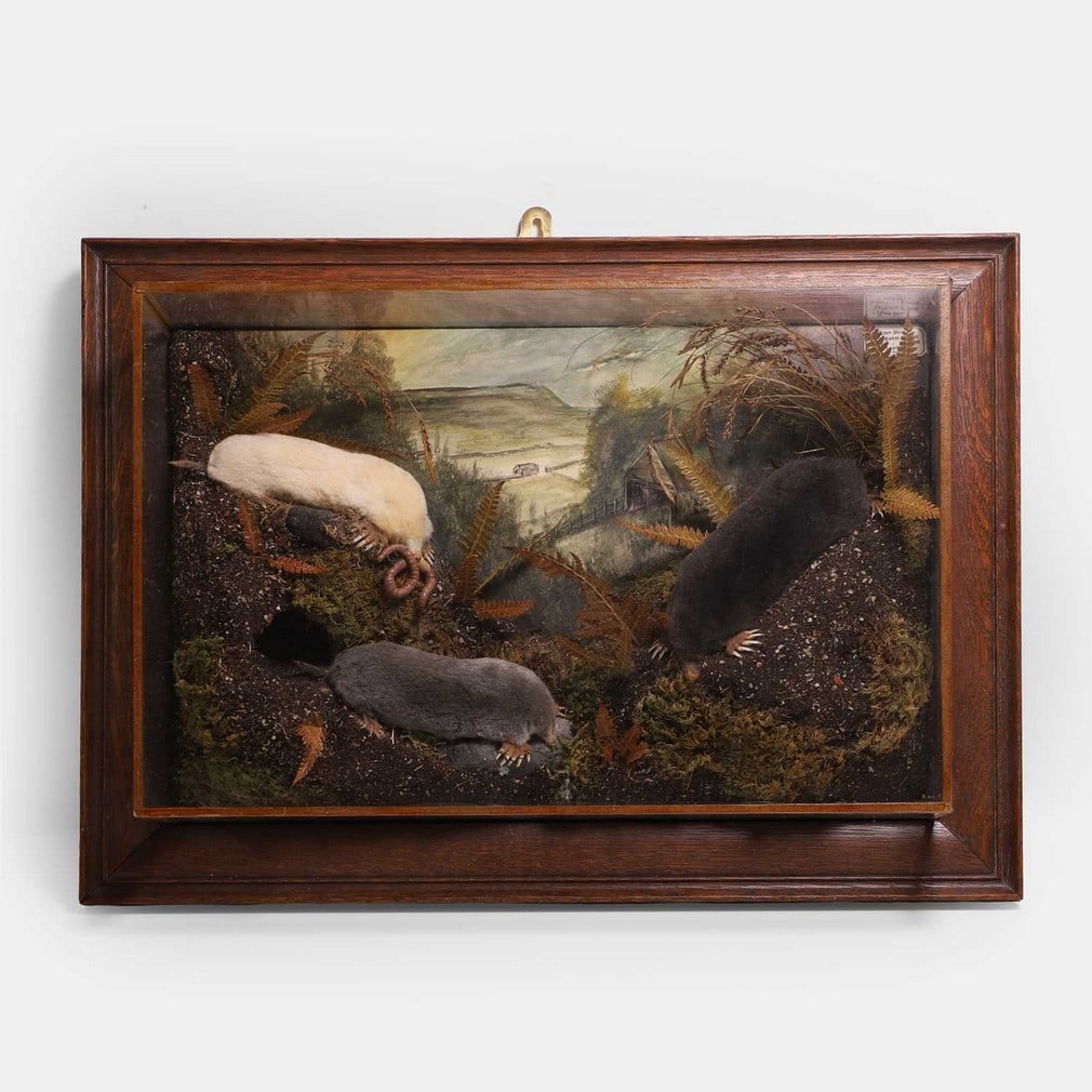 A diorama of three taxidermy moles, 20th century, (1 of 2)