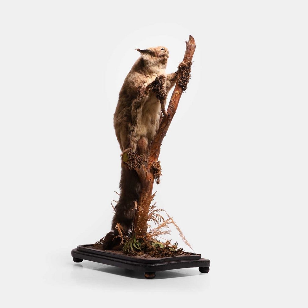 A taxidermy flying squirrel (Pteromyini), late 19th century / early 20th century,: A taxidermy flying squirrel (Pteromyini), late 19th century / early 20th century, mounted on a branch, cased in a glass dome Shipping Disclaimer: Buyers must be aware of their country’s shipping