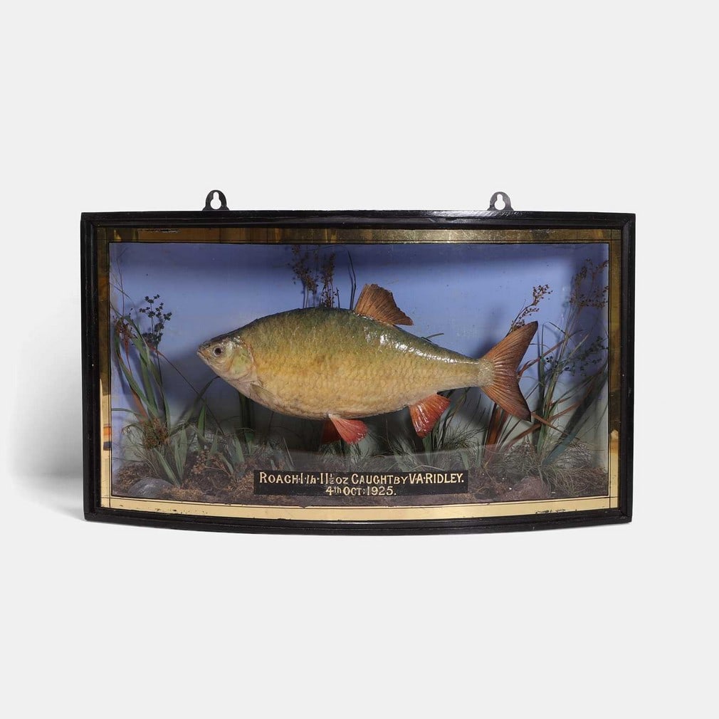 A stuffed and mounted roach, circa 1925, by E P Spicer & Sons: A stuffed and mounted roach, circa 1925, by E P Spicer & Sons in a naturalistic rock-strewn and weed-filled river, inscribed 'Roach 1lb 11 1/2 oz caught by VA Ridley 4th October 1925', in a bow front