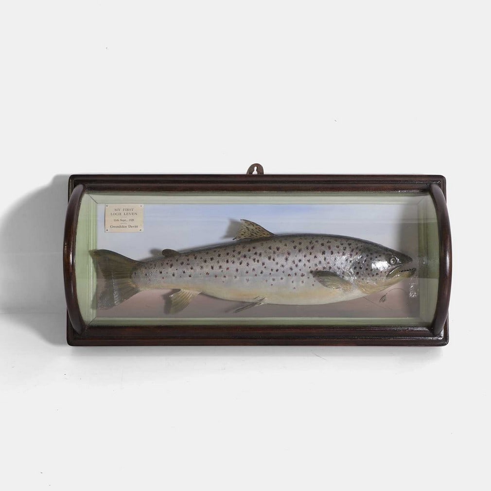 A mounted rainbow trout, circa 1928, (1 of 2)